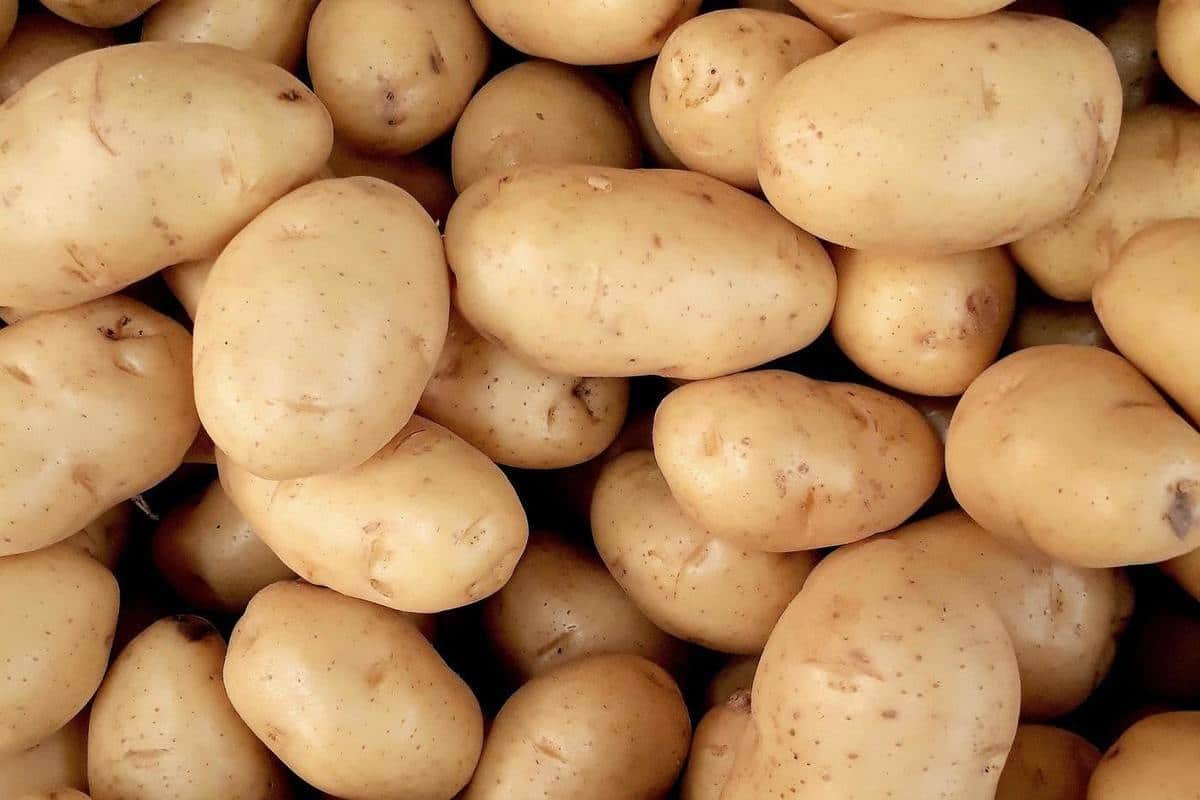 Future of Potato Exports