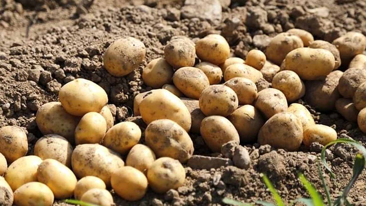 Premium Halal Certified Potato Supplier from Pakistan